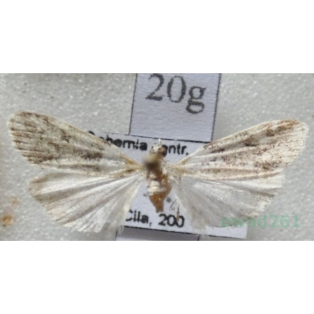 Eudonia lacustrata (Panzer, 1804) Mietliczka rokietnica Czech20g